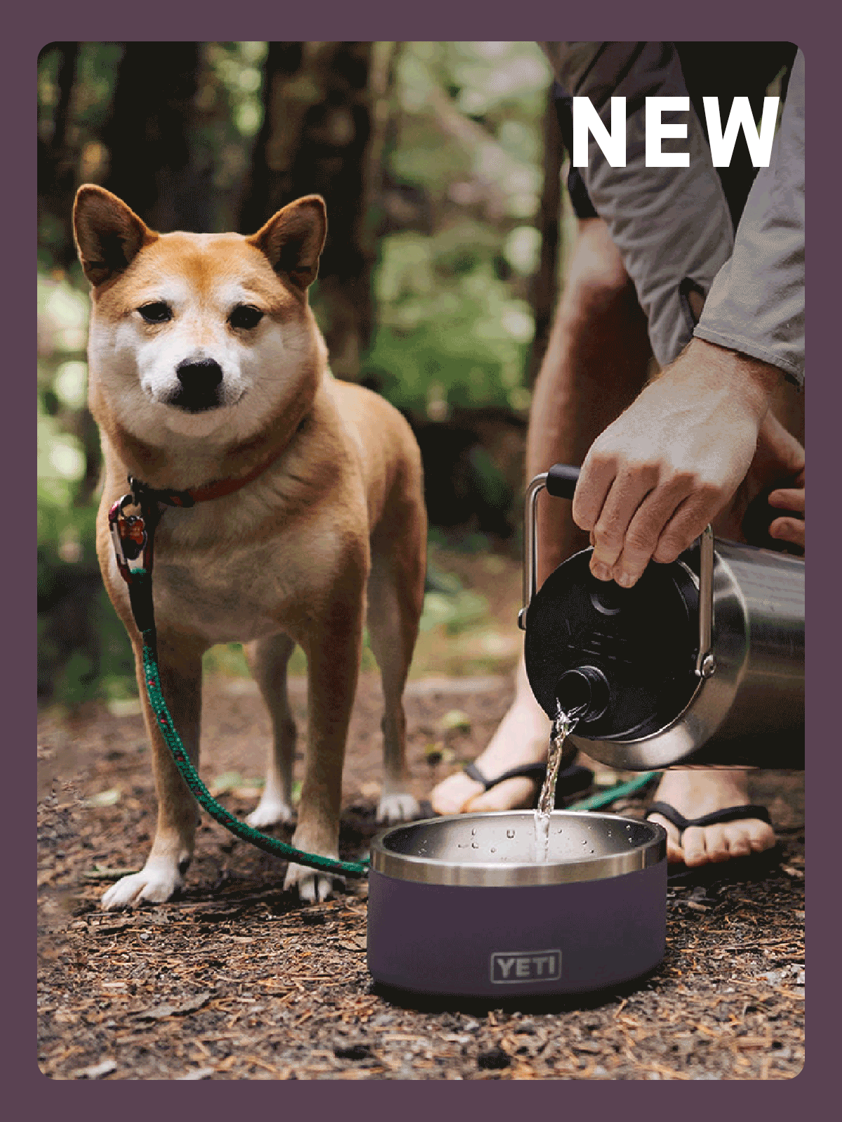 Classic Pet Gear In New Nordic Colors Yeti