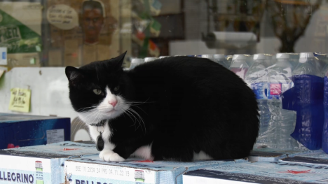 nl_cat.png