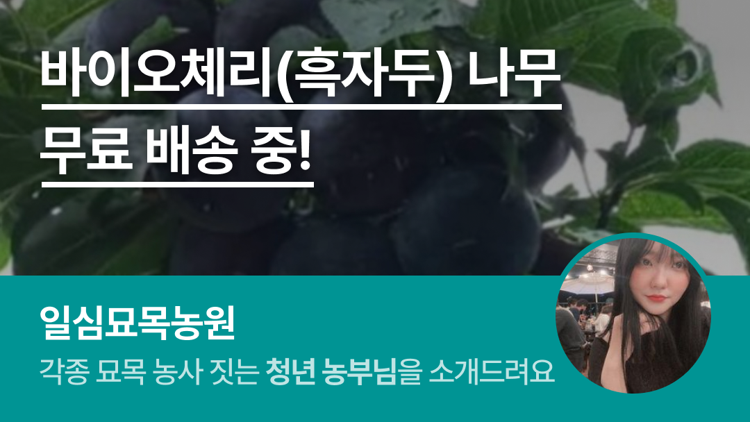 링크 미리보기