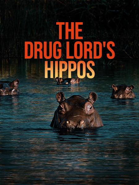 The Drug Lord's Hippos
