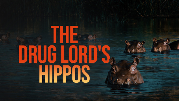The Drug Lord's Hippos