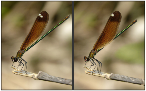 Play Spot the Difference