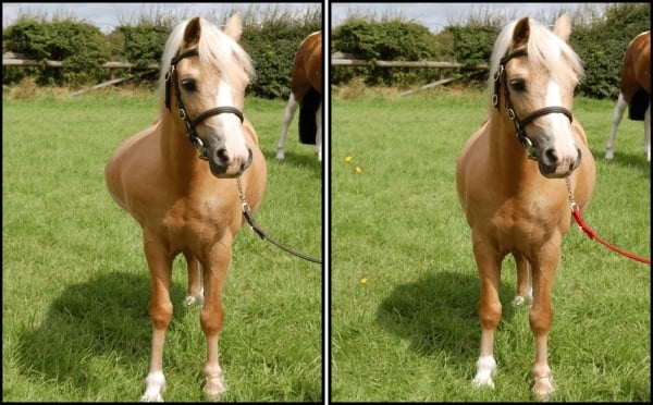 Play Spot the Difference