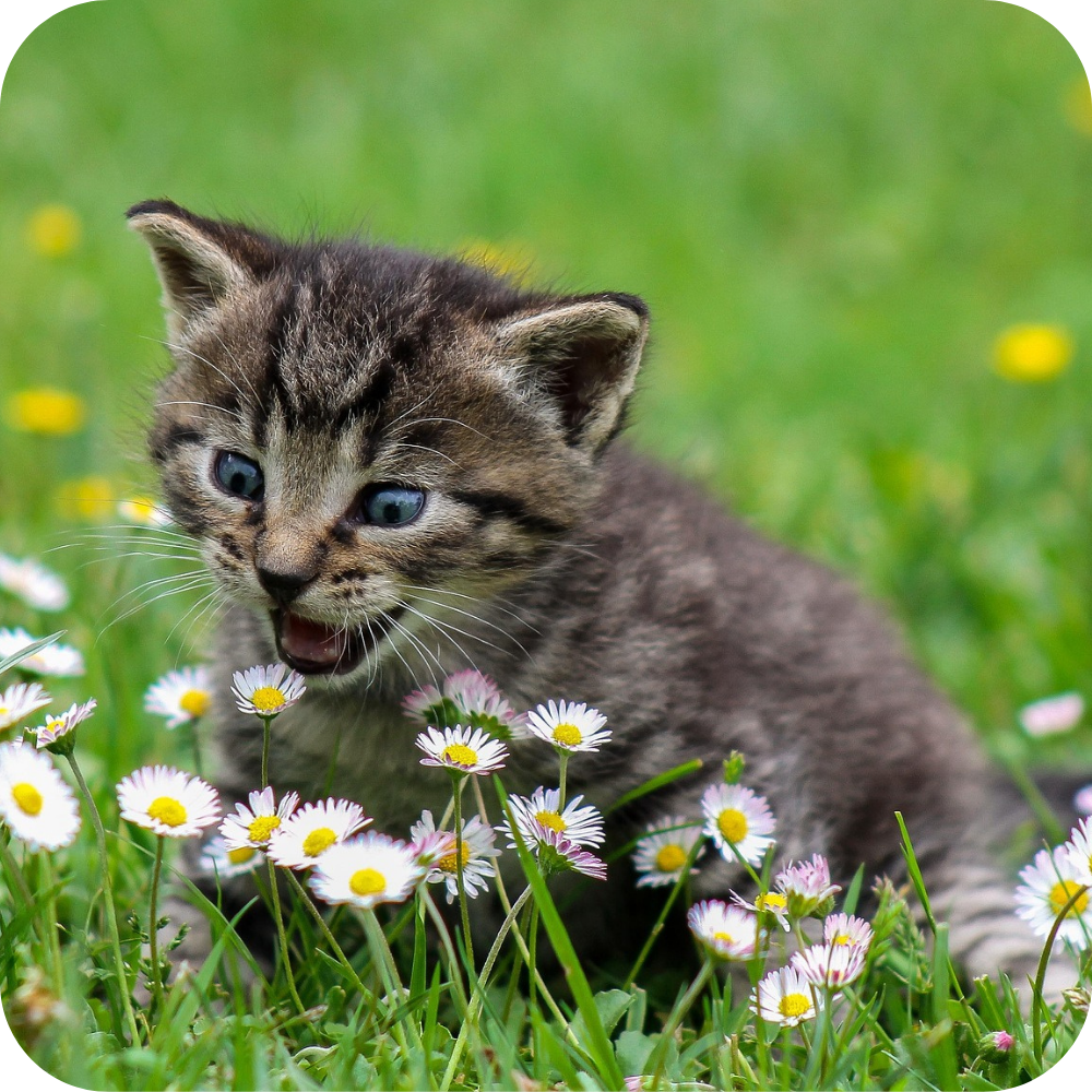 International Cat Day