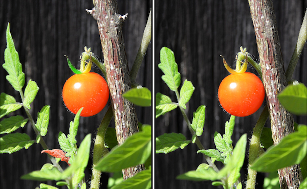 Play Spot the Difference