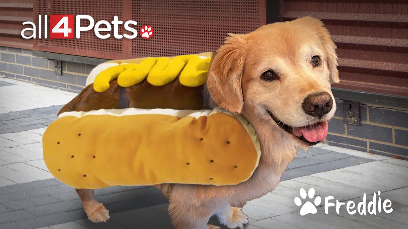 All 4 Pets.
