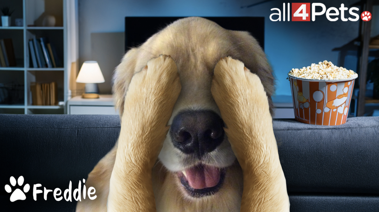 All 4 Pets.
