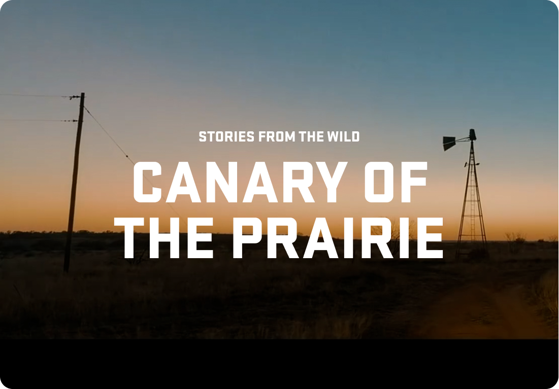Canary Of The Prairie