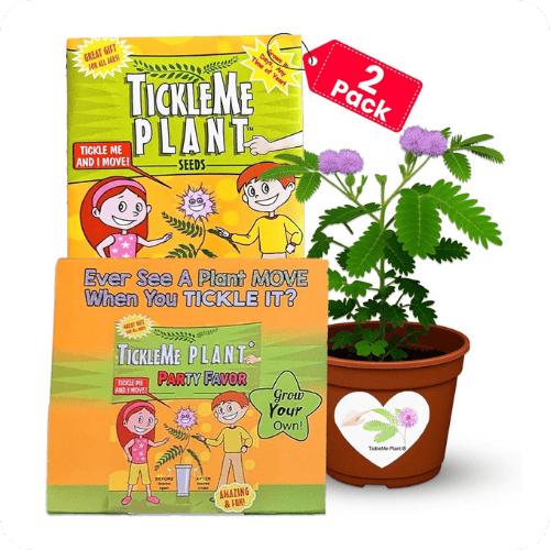 Tickle Me Plant