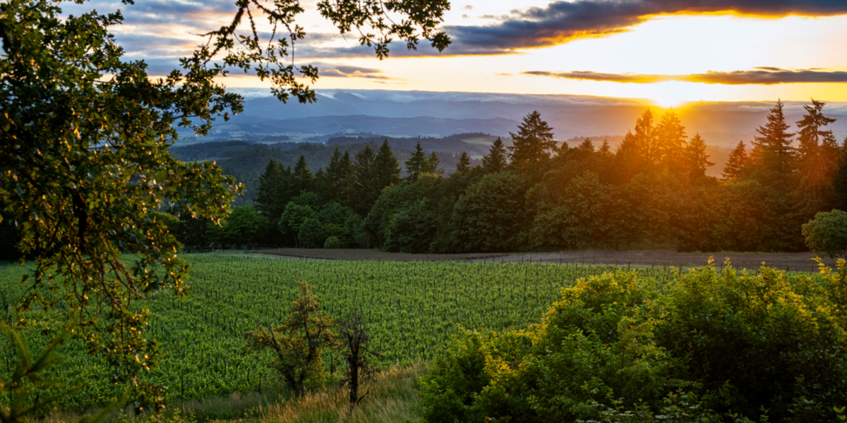 New Arrivals: Wine from Oregon
