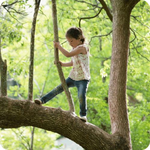A little girl standing on a tree branch