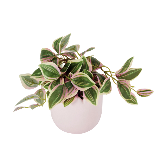 Succulent in wavy pot $6.50.
