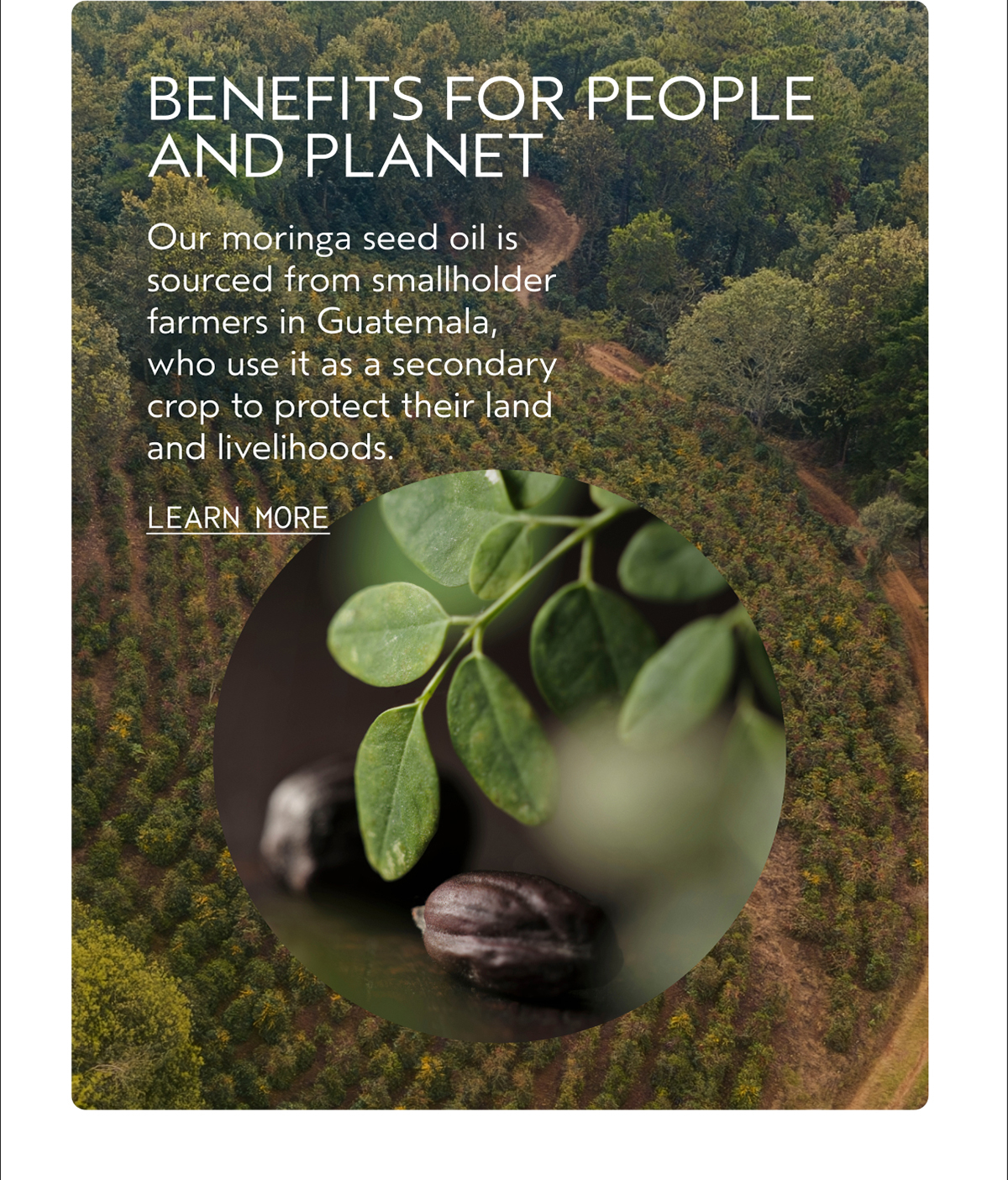BENEFITS FOR PEOPLE AND PLANET | Our moringa seed oil is sourced from smallholder farmers in Guatemala, who use it as a secondary crop to protect their land and livelihoods. | LEARN MORE
