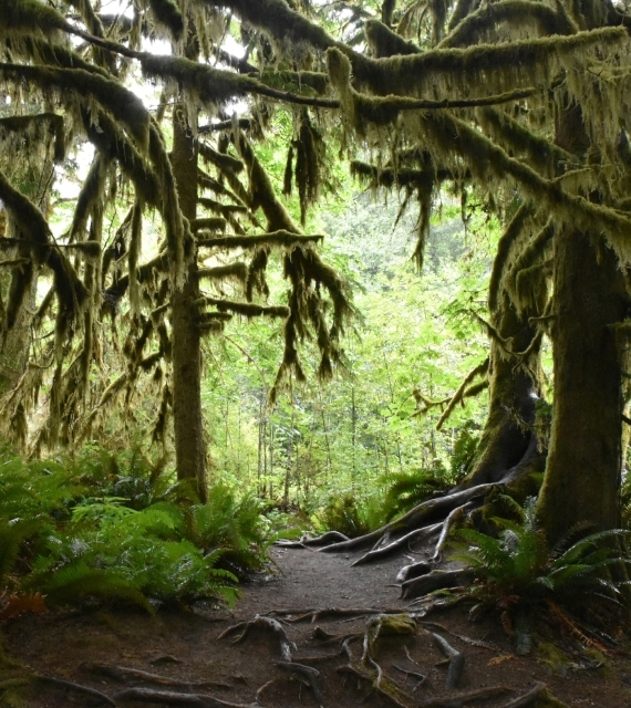 Macmillan Provincial Park