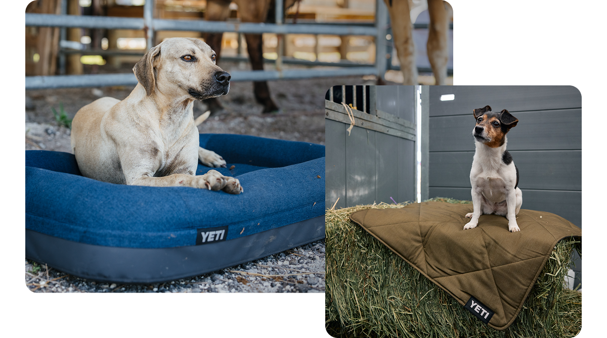 Dog Goods For Good Dogs