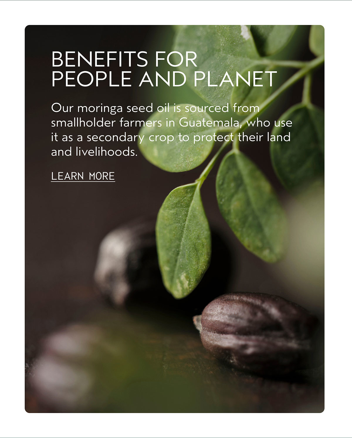 BENEFITS FOR PEOPLE AND PLANET | Our moringa seed oil is sourced from smallholder farmers in Guatemala, who use it as a secondary crop to protect their land and livelihoods. | LEARN MORE