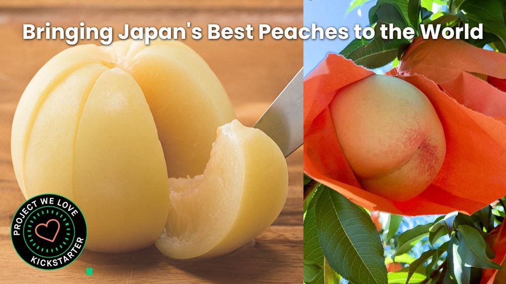 Whole Japanese White Peaches Preserved at Peak Ripeness