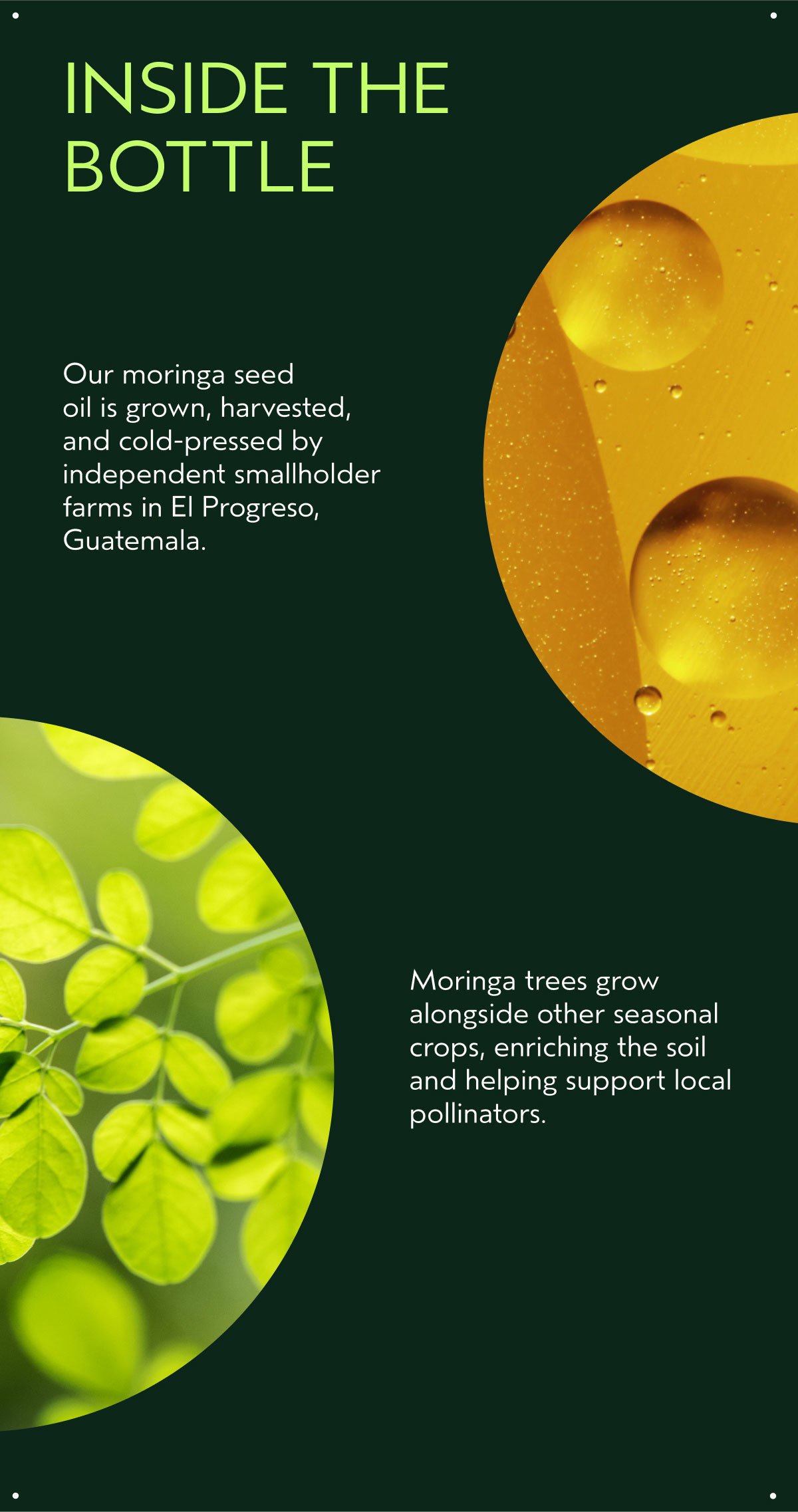 INSIDE THE BOTTLE | Our moringa seed oil is grown, harvested, and cold-pressed by independent smallholder farms in El Progreso, Guatemala. | Moringa trees grow alongside other seasonal crops, enriching the soil and helping support local pollinators.
