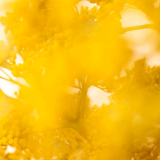 Golden yellow blossoms swaying in soft autumn light
